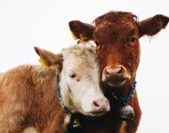 doruk-yemenici-FRJamIO-TB0-unsplash