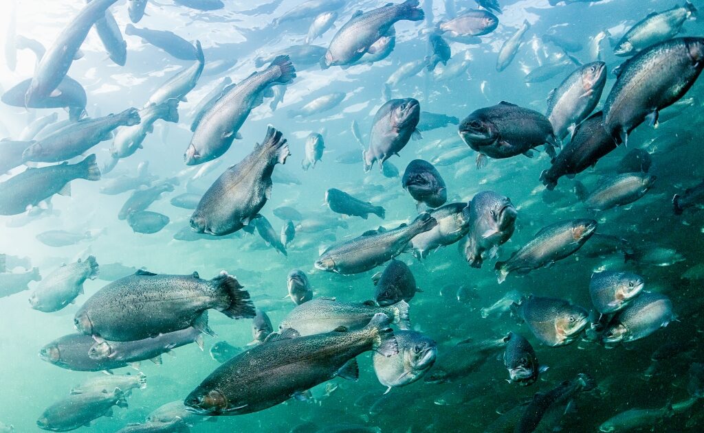 kirjolohet-vedessa-cc-881_raisioaqua