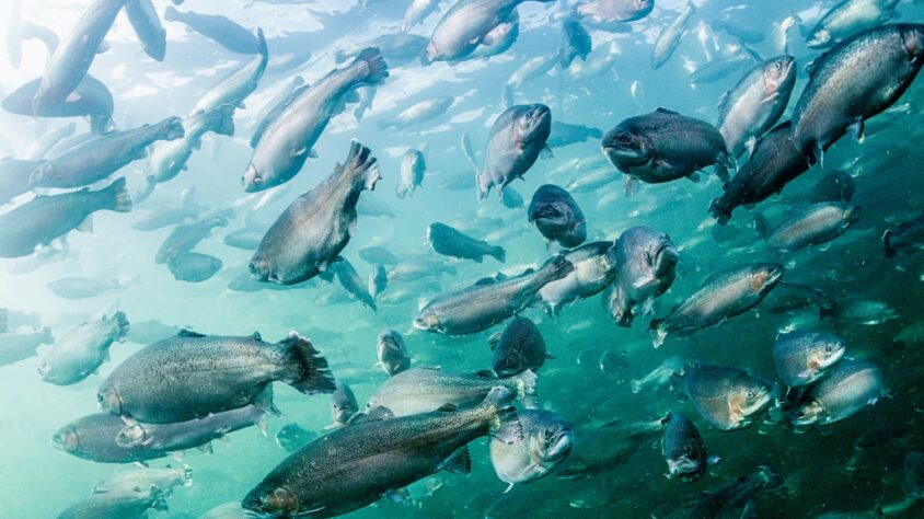 kirjolohet-vedessa-cc-881_raisioaqua