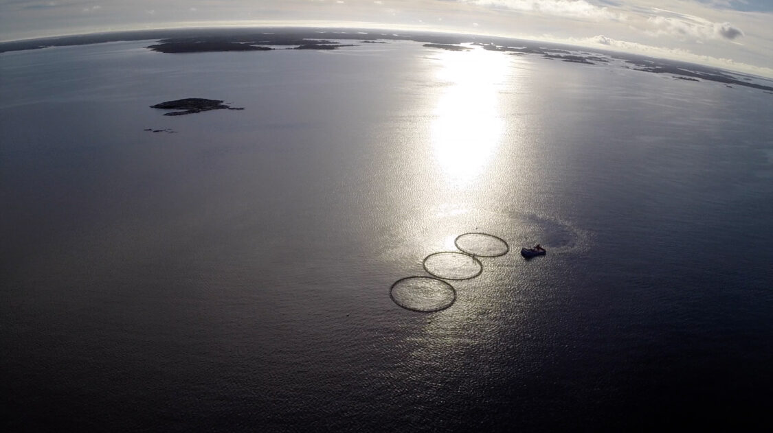 merimaisema-brandössä