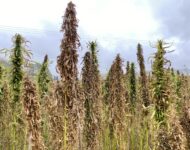 Hamppukasvusto on kookas