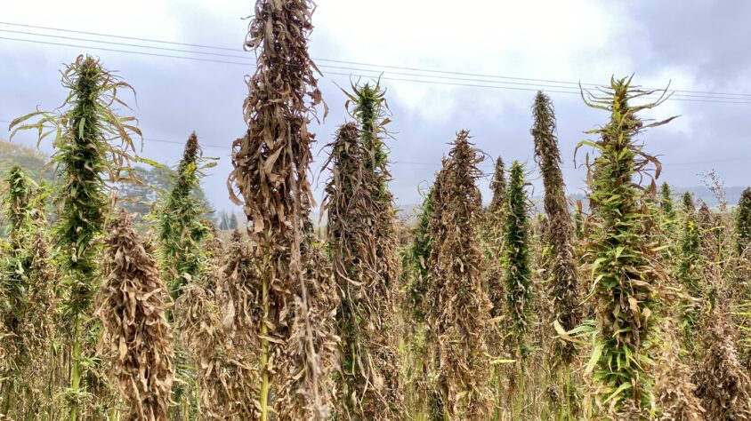 Hamppukasvusto on kookas