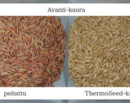 Avanti_kaura_peitattu ja ThermoSeed-käsitelty