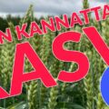 kesän kannattavin kasvi2