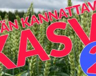kesän kannattavin kasvi2