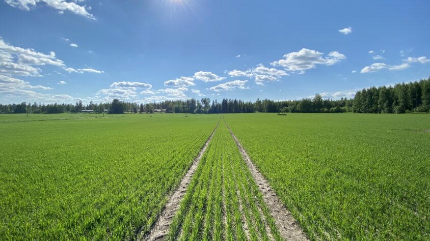 Perusasiat kasvukaudella