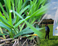 t__ysviljely_shoppari