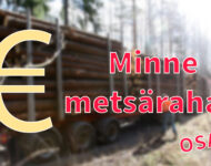 AMOY_minne_metsärahat_4