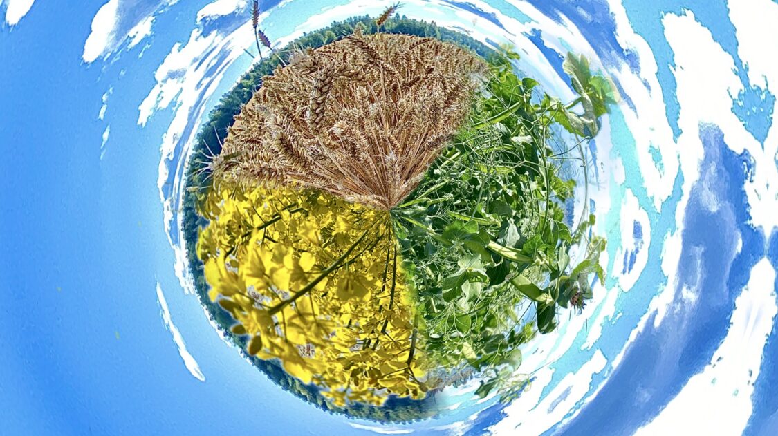 Maailma täynnä viljakasveja