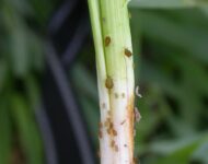 2. Tuomikirvoja ohran tyvellä _ehv