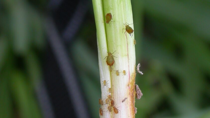 2. Tuomikirvoja ohran tyvellä _ehv