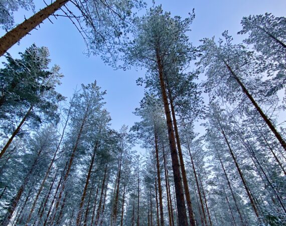 Metsä