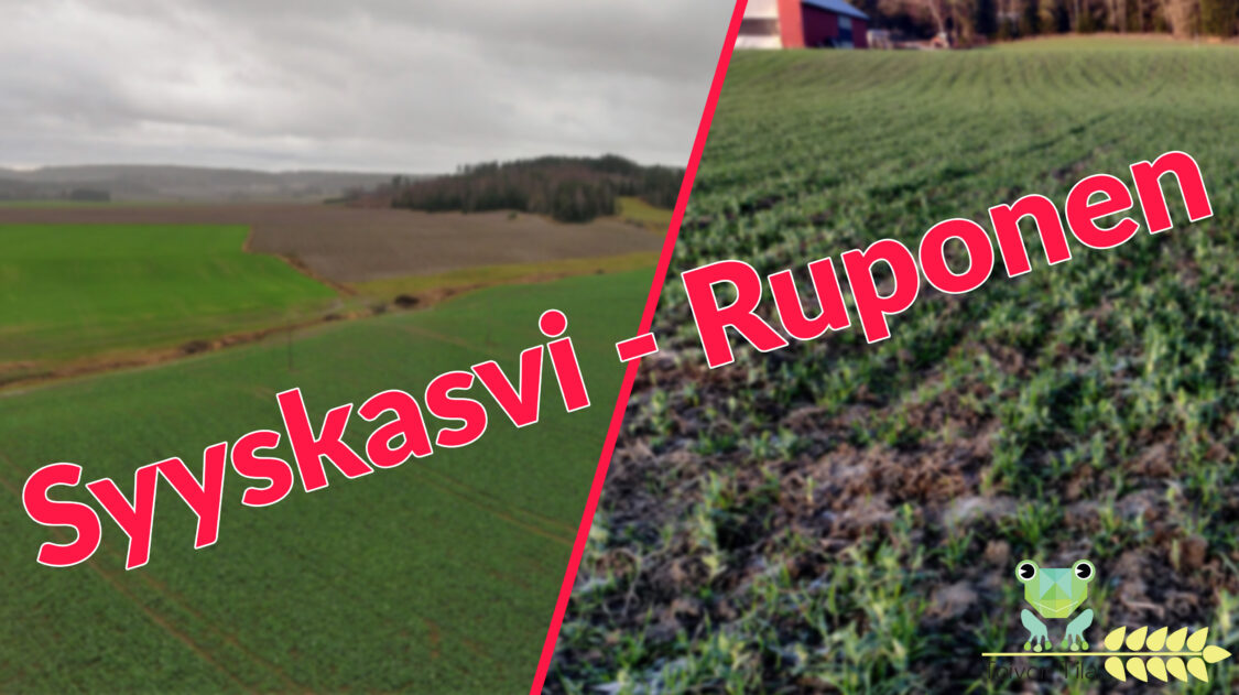 Syyskasvi_ruponen_2020_2