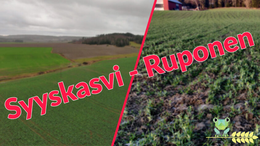 Syyskasvi_ruponen_2020_2