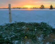 Lunta ruispellossa 6.2.2021