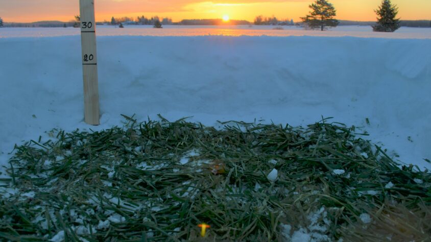 Lunta ruispellossa 6.2.2021