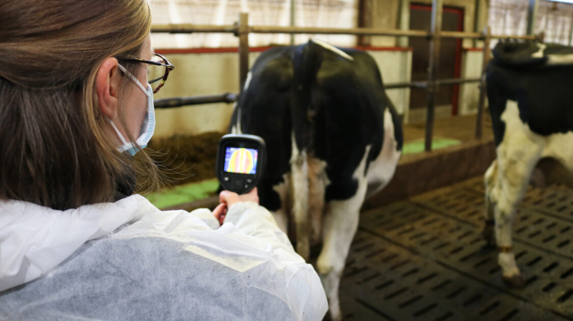 Kuvaa Nautaa Frondelius 11_2020