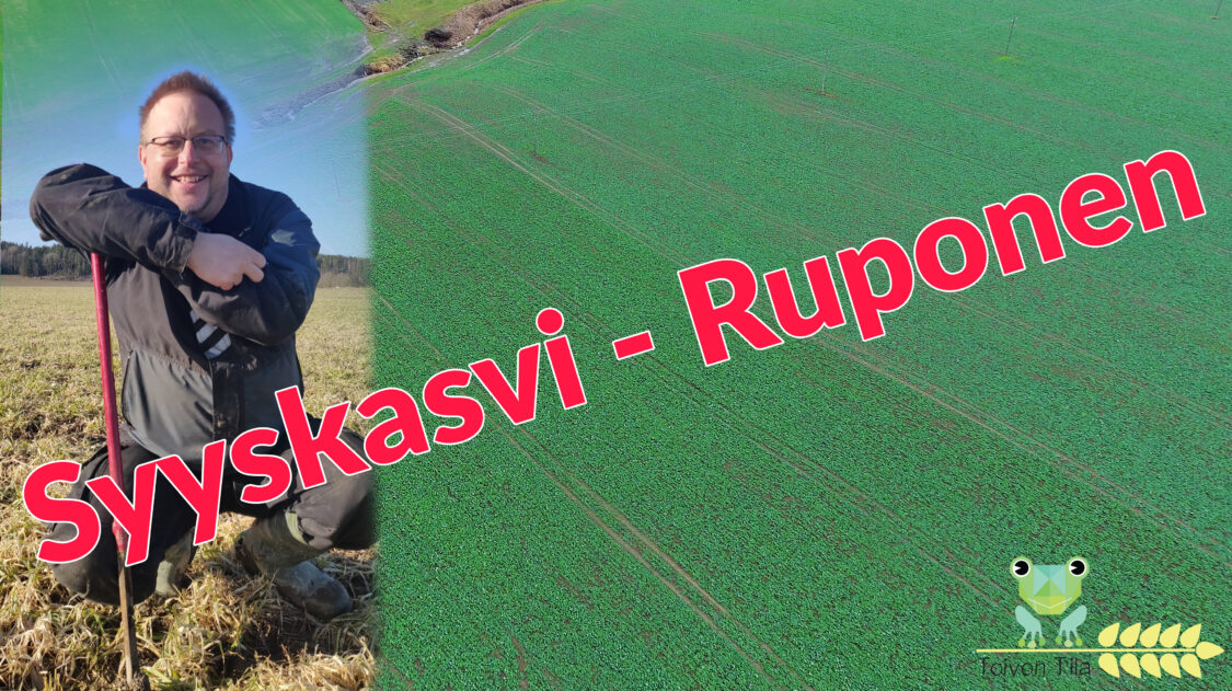 Syyskasvi_ruponen_2021_2