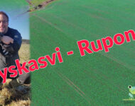 Syyskasvi_ruponen_2021_2