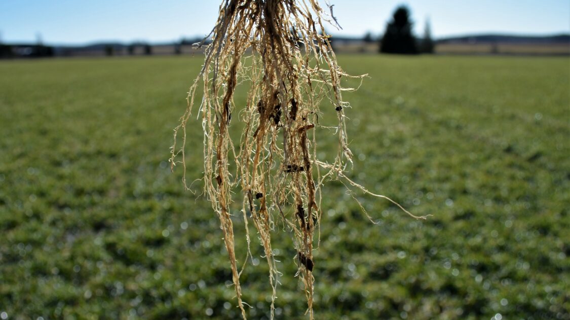 Juuristolla pituutta lähes 20 cm