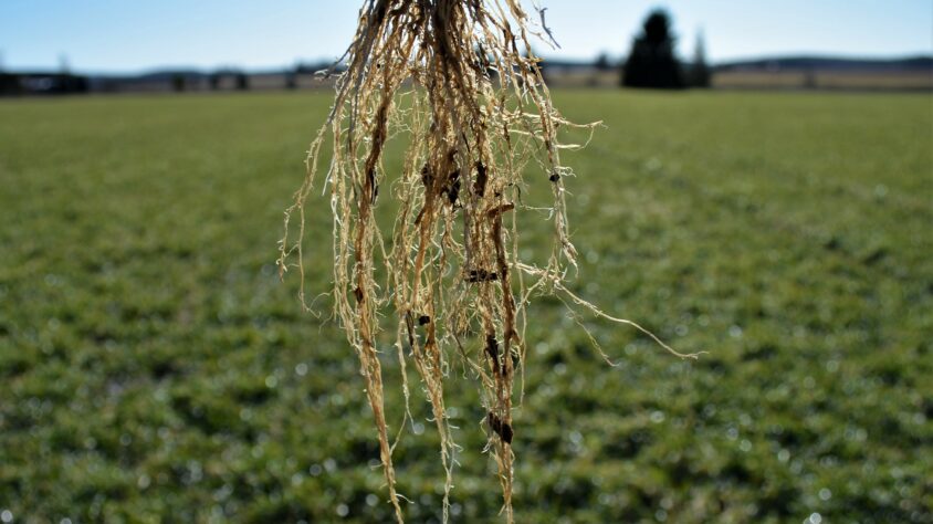 Juuristolla pituutta lähes 20 cm