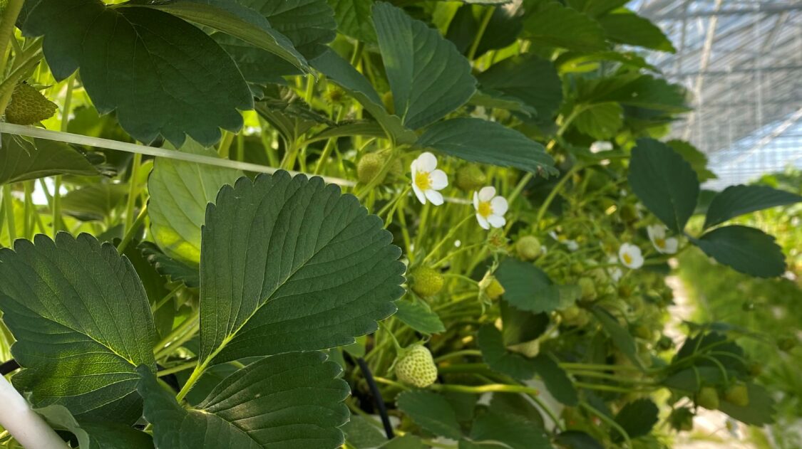 mansikkarivi_rikkojarajattu