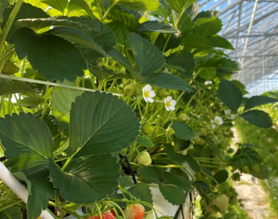 mansikkarivi_rikkojarajattu