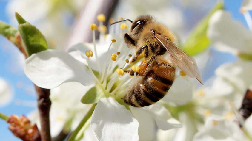 Mehiläinen kriikunalla Kuva Tarja Ollikka_SML