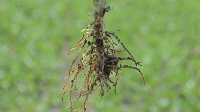 Härkäpavun juuristo