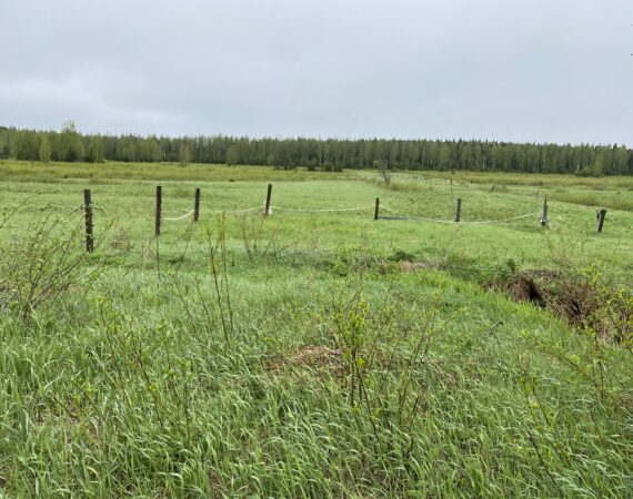 laidun