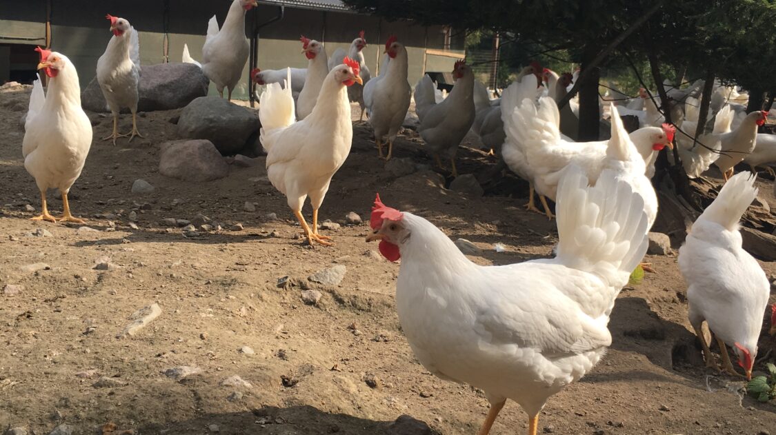 mantymaen-luomutila-kanat-laitumella-1624390425