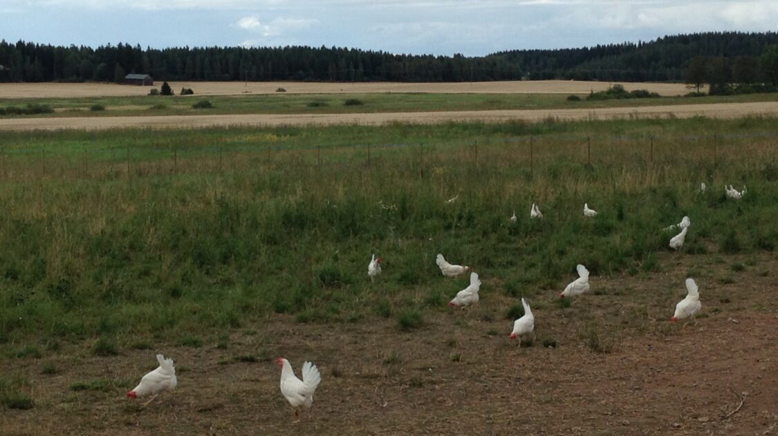mantymaen-luomutila-kanat-niitylla-1624390425