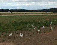 mantymaen-luomutila-kanat-niitylla-1624390425