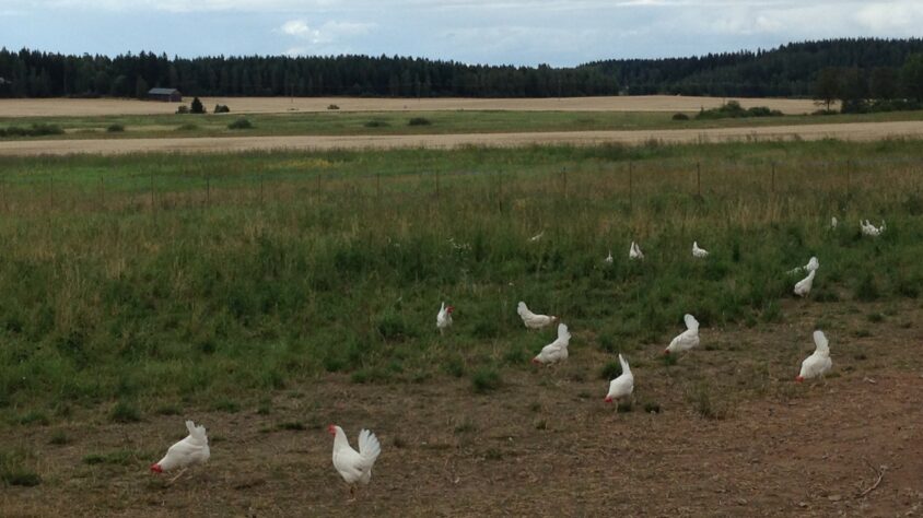 mantymaen-luomutila-kanat-niitylla-1624390425