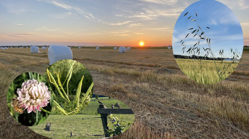 Artikkelikuva, katsaus 1