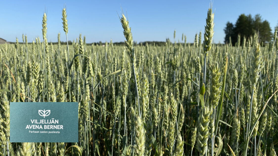 Berner artikkelikuva 1