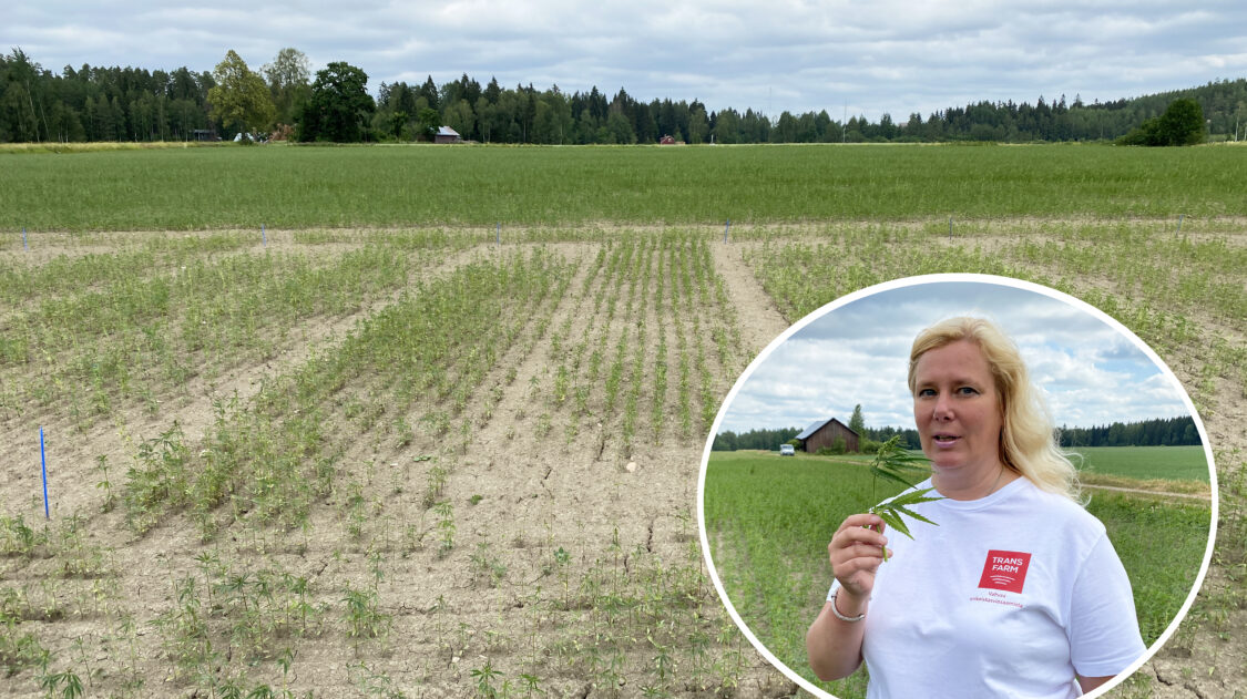 hampun virallinen lajikekoe