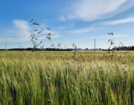 Hukkakaura esiintymä