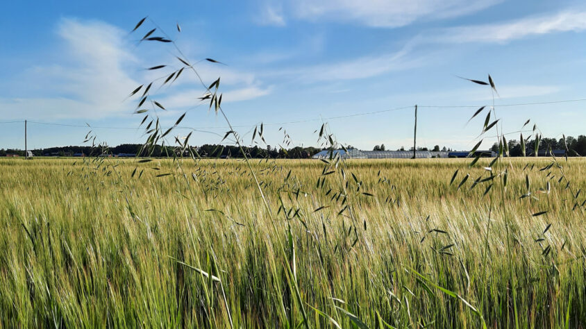 Hukkakaura esiintymä