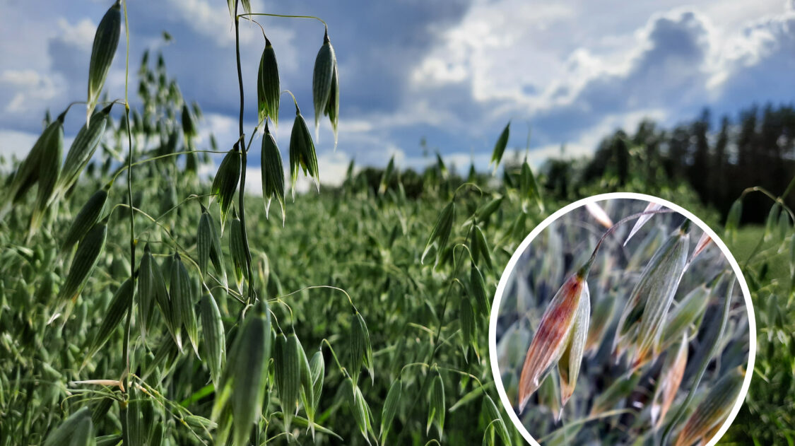 Punahome artikkelikuva