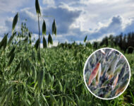 Punahome artikkelikuva