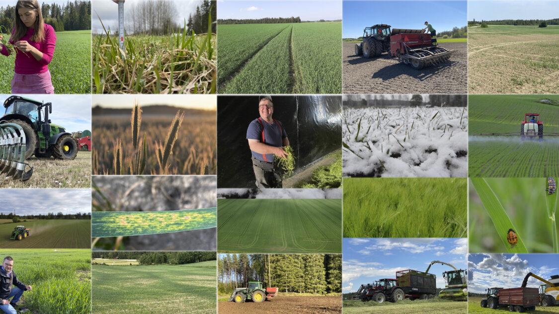 finaali artikkelikuva