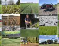 finaali artikkelikuva