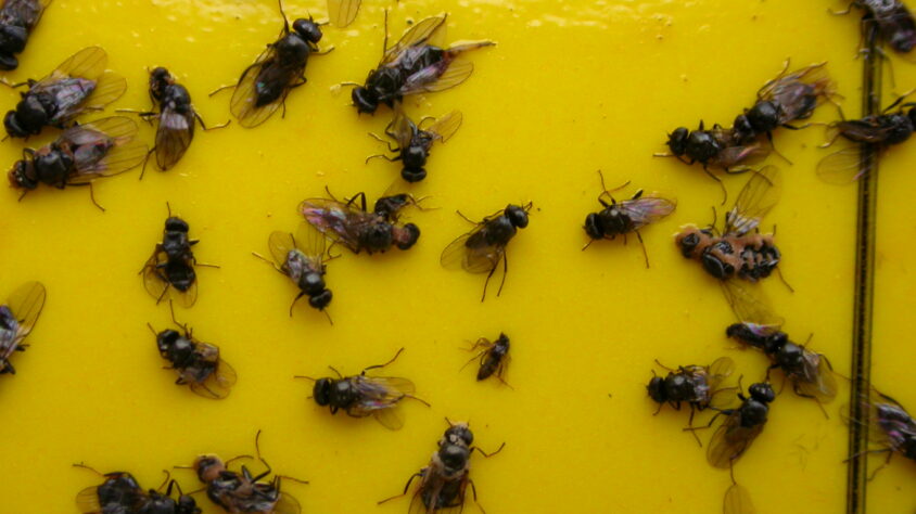 kahukärpäsiä kelta-ansassa_eh