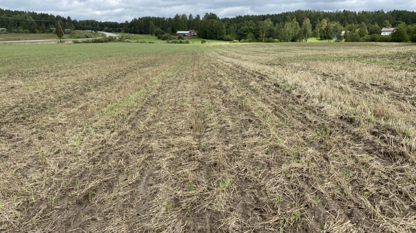 vilkmanin välikasvipelto