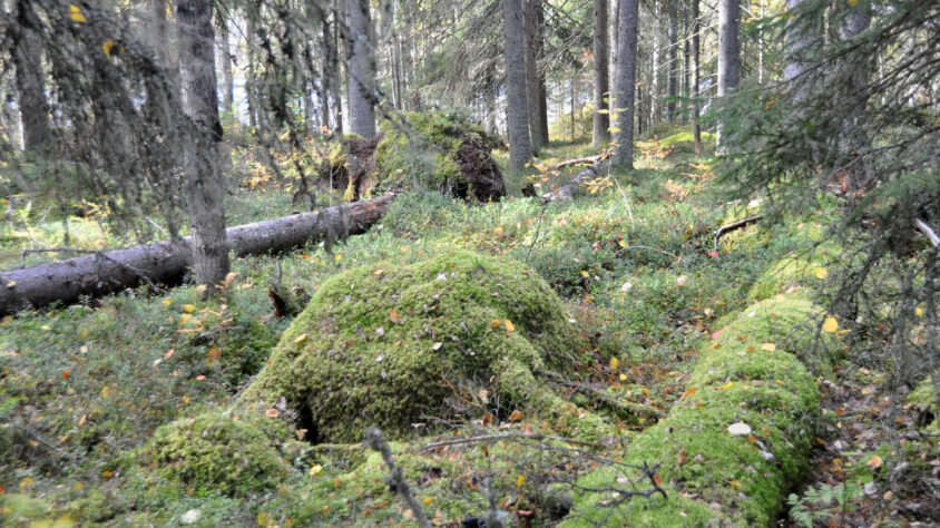 monimuotoisuusmetsä