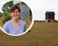 syysvehnä ja minnaoravuo