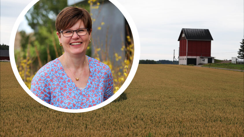 syysvehnä ja minnaoravuo