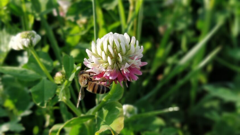 IMG_20210624_193619_Bokeh