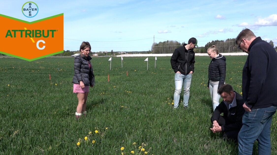 Attribut C _ingressikuva